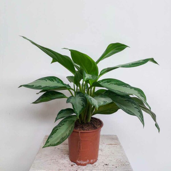 AGLAONEMA VASO DIAM.17 CM