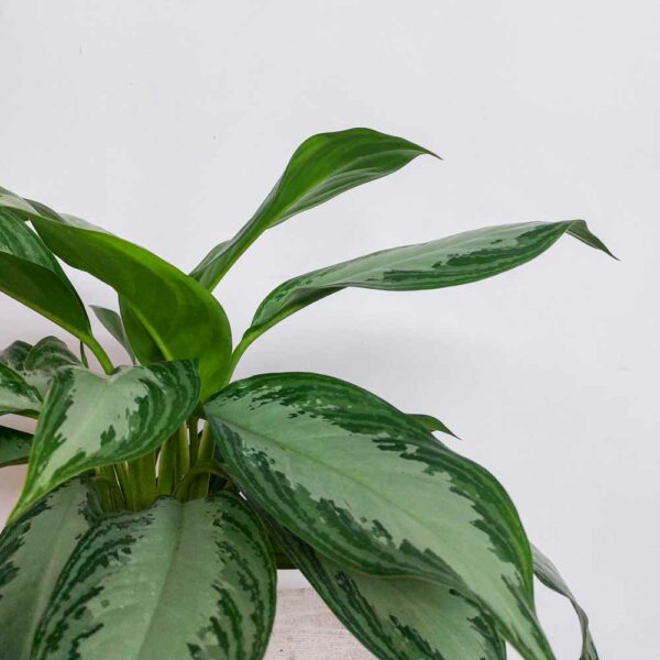 AGLAONEMA VASO DIAM.17 CM