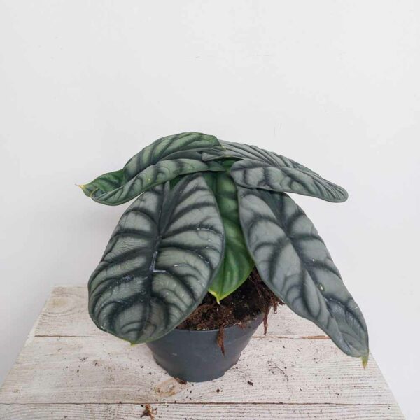 ALOCASIA DRAGON VASO DIAM.17 CM