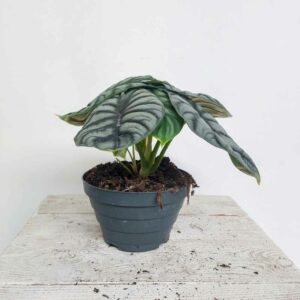 ALOCASIA DRAGON VASO DIAM.17 CM