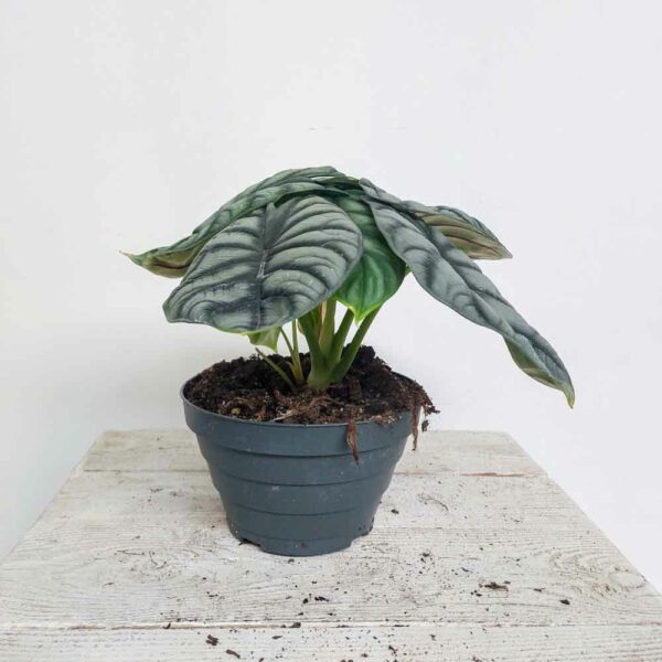 ALOCASIA DRAGON VASO DIAM.17 CM