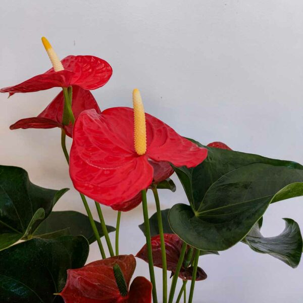 ANTHURIUM ROSSO VASO DIAM.17 CM
