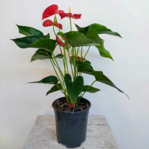 ANTHURIUM ROSSO VASO DIAM.17 CM