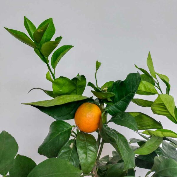 ARANCIO VASO DIAM.20 CM