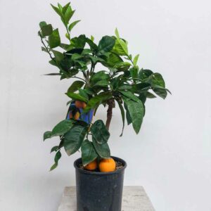 ARANCIO VASO DIAM.20 CM