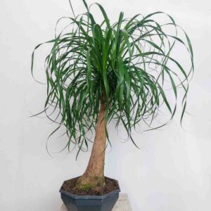BEUCARNEA RECURVATA VASO DIAM 30 CM