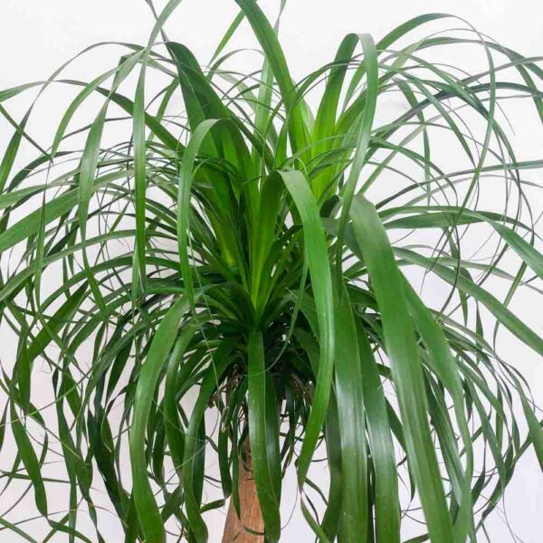 BEUCARNEA RECURVATA VASO DIAM 30 CM