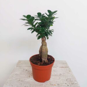 BONSAI FICUS GINGSENG VASO DIAM 14 CM