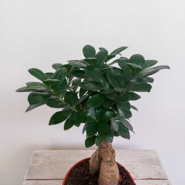 BONSAI FICUS GINGSENG VASO DIAM 14 CM