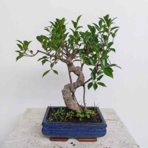 BONSAI FICUS RETUSA