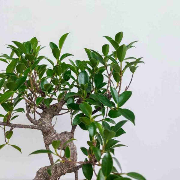 BONSAI FICUS RETUSA