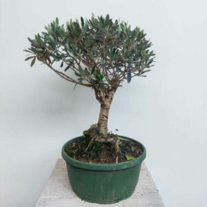 BONSAI OLIVO