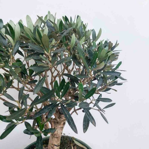 BONSAI OLIVO