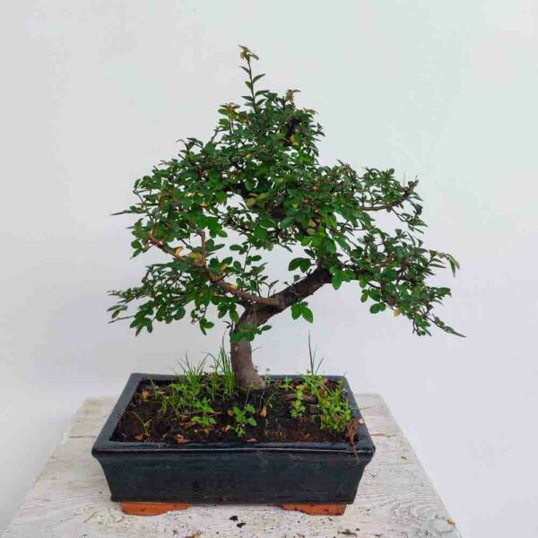 BONSAI ZELKOVA OLMO