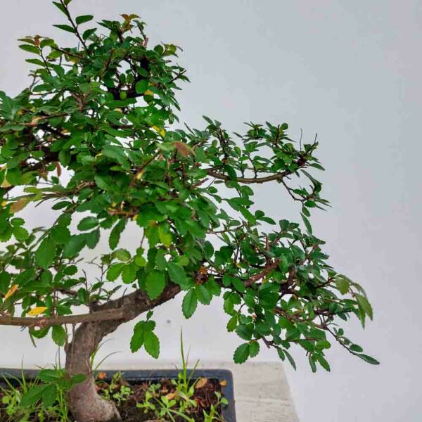BONSAI ZELKOVA OLMO