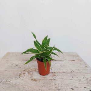 CHLOROPHYTUM VASO DIAM 5,5 CM