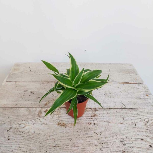 CHLOROPHYTUM VASO DIAM 5,5 CM