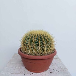 ECHINOCACTUS VASO DIAM.25 CM