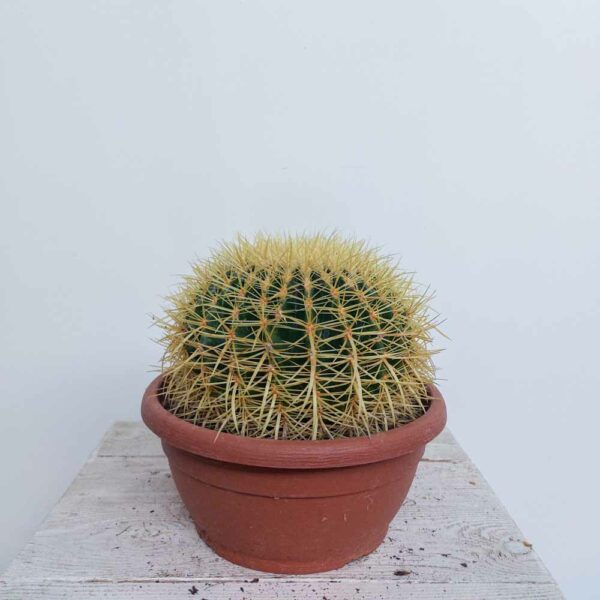 ECHINOCACTUS VASO DIAM.25 CM