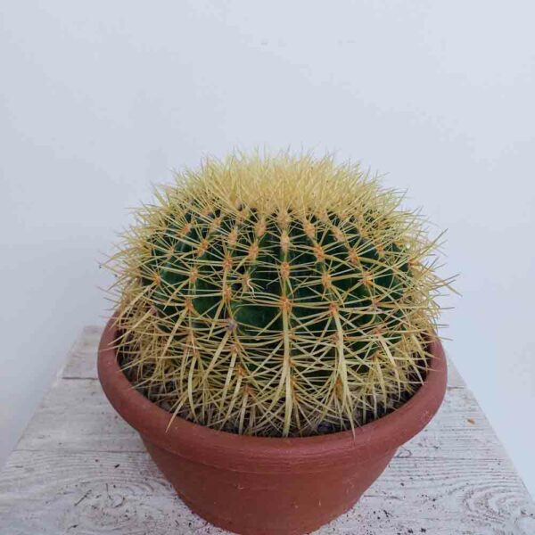 ECHINOCACTUS VASO DIAM.25 CM