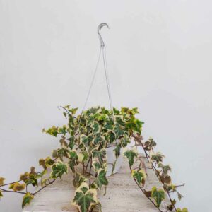 EDERA VASO DIAM 18 CM