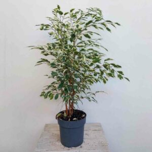 FICUS BENJAMIN TWILIGHT VASO DIAM.17 CM