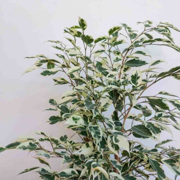 FICUS BENJAMIN TWILIGHT VASO DIAM.17 CM