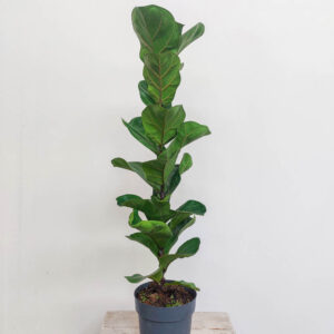 FICUS LYRATA VASO DIAM 16 CM