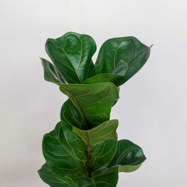 FICUS LYRATA VASO DIAM 16 CM