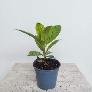 FICUS SHIVEREANA VASO DIAM.12 CM