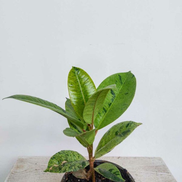 FICUS SHIVEREANA VASO DIAM.12 CM
