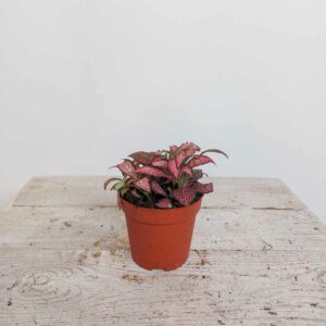 FITTONIA VASO DIAM 8,5 CM