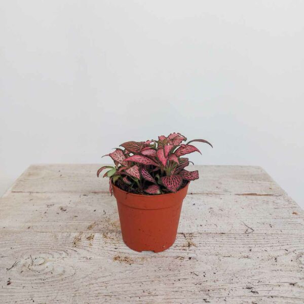 FITTONIA VASO DIAM 8,5 CM