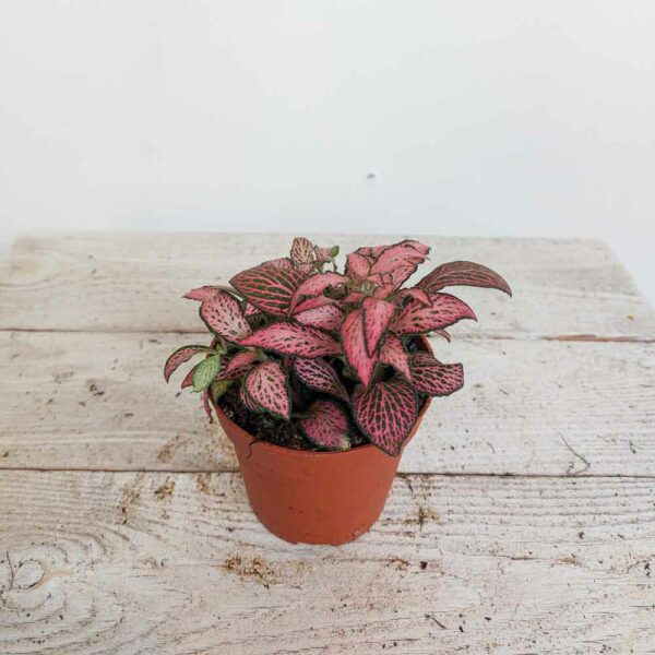 FITTONIA VASO DIAM 8,5 CM