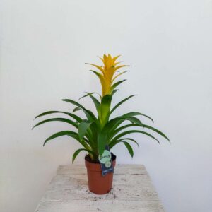 GUZMANIA VASO DIAM.13 CM