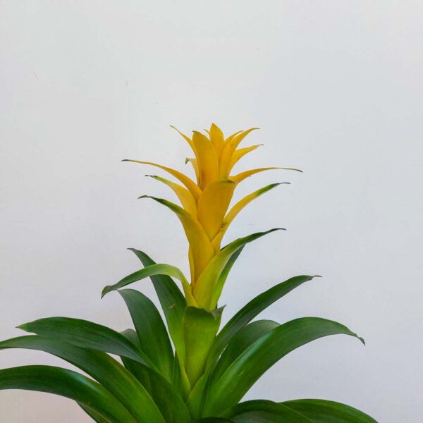 GUZMANIA VASO DIAM.13 CM