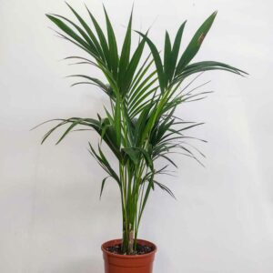 HOWEA FORSTERIANA VASO DIAM 24 CM
