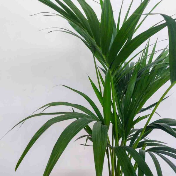 HOWEA FORSTERIANA VASO DIAM 24 CM