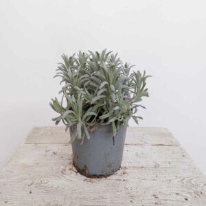LAVANDA ANGUSTIFOLIA VASO DIAM 13 CM