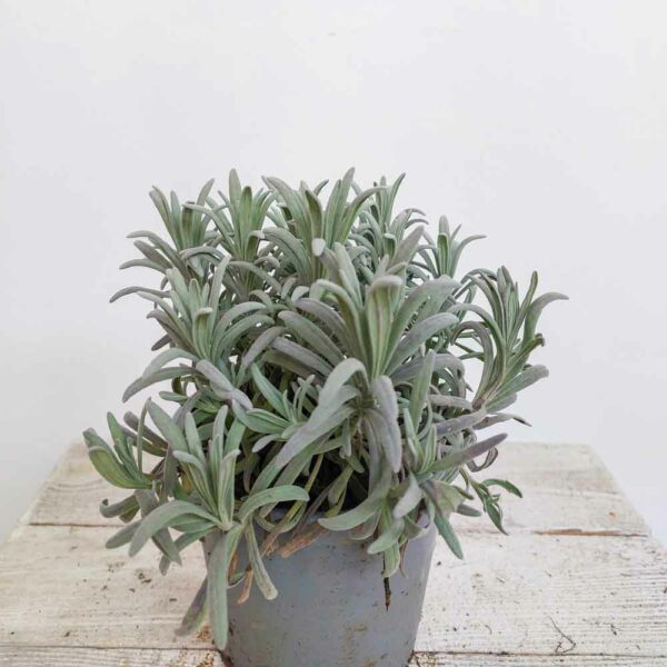 LAVANDA ANGUSTIFOLIA VASO DIAM 13 CM