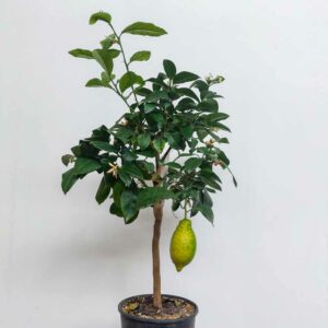 LIMONE VASO DIAM.20 CM