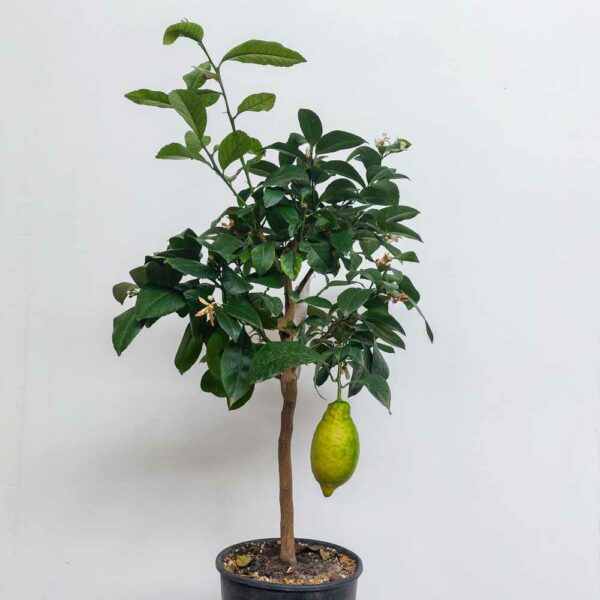 LIMONE VASO DIAM.20 CM
