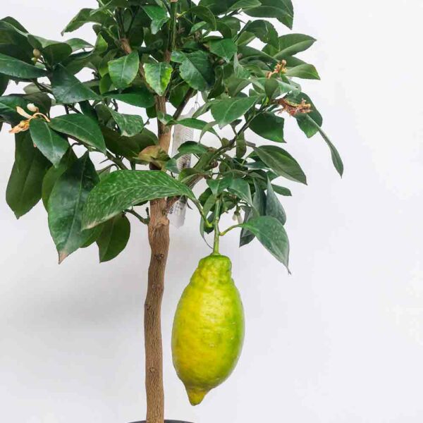 LIMONE VASO DIAM.20 CM