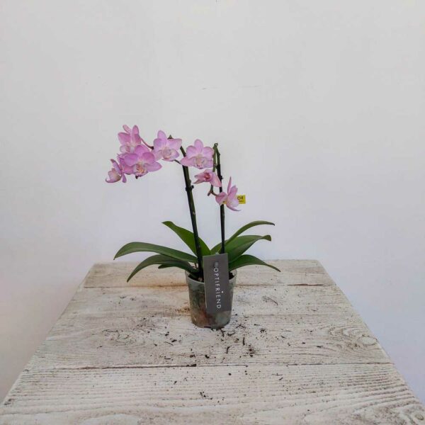 MINI PHALENOPSIS VASO DIAM.7 CM