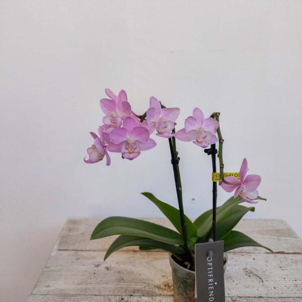 MINI PHALENOPSIS VASO DIAM.7 CM