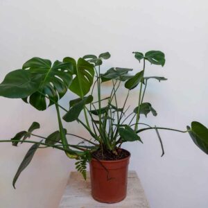 MONSTERA DELICIOSA VASO DIAM.20 CM