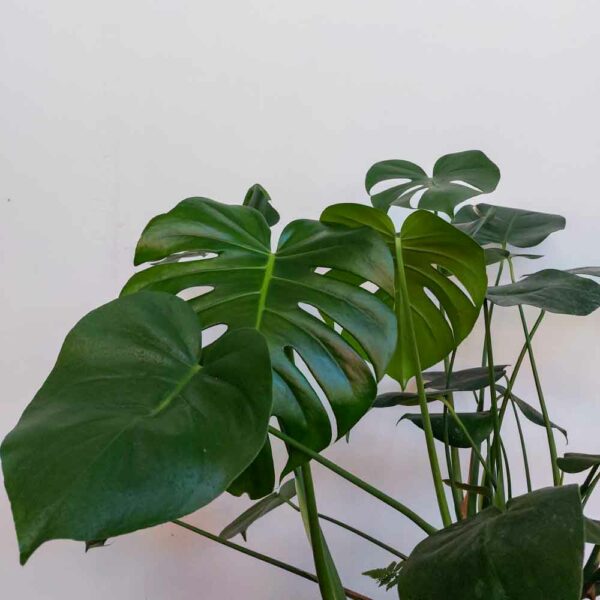 MONSTERA DELICIOSA VASO DIAM.20 CM