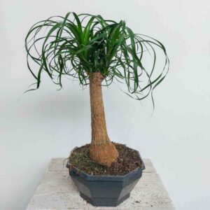 NOLINA RECURVATA VASO DIAM.22 CM