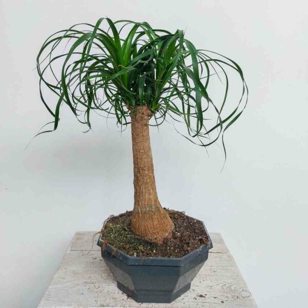 NOLINA RECURVATA VASO DIAM.22 CM