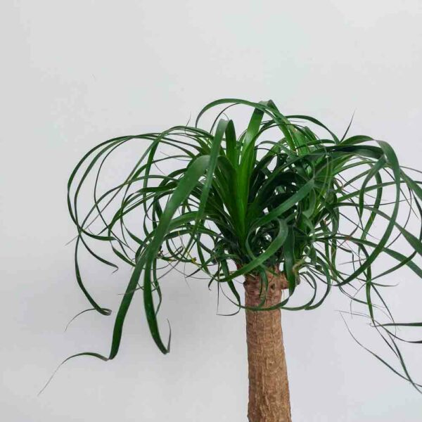 NOLINA RECURVATA VASO DIAM.22 CM